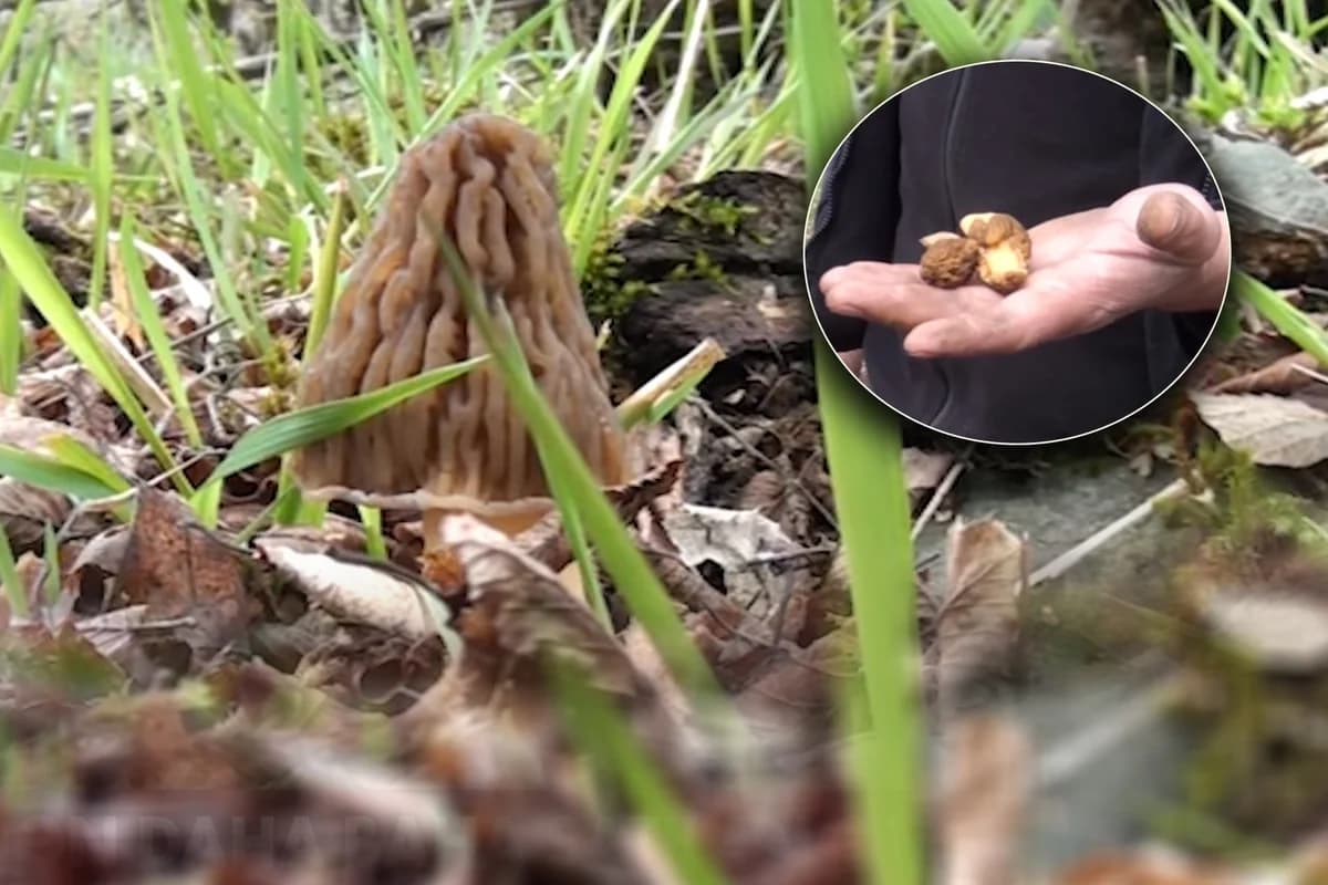 "Şəkərin 1 nömrəli dərmanıdır" - Möcüzəvi təsiri olan məhsulun daha hansı faydaları var? - VİDEO