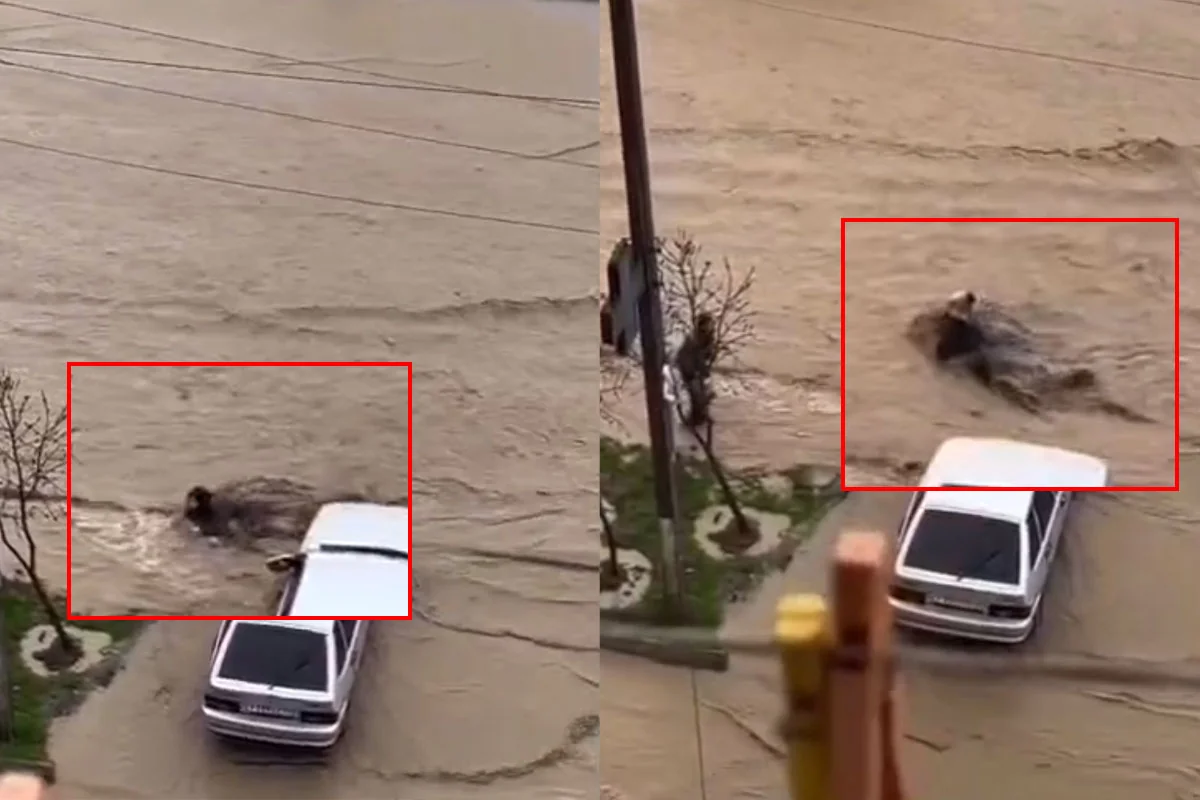 Mahaçqalada güclü yağışın dəhşətli fəsadları: Küçədə qadını su apardı - VİDEO