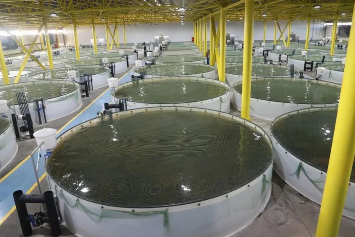 FAO Azərbaycana balıqçılıq təsərrüfatının inkişafı üzrə beşillik plan hazırlamağı təklif edib