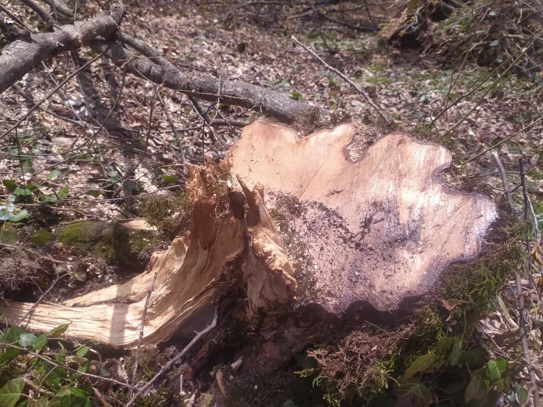 Təbiətə minlərlə manatlıq ziyan vuruldu: Saxlanılan var - FOTO