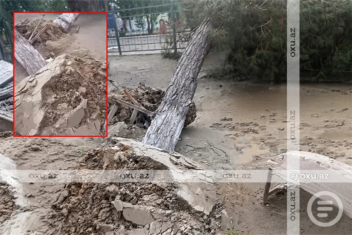 Sumqayıtda 50 illik şam ağacları kim tərəfindən məhv edildi? - FOTO - VİDEO