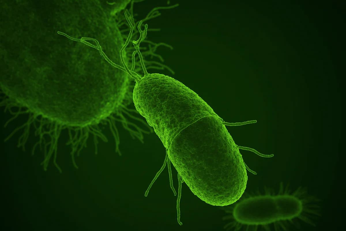 Dünyada hər iki nəfərdən birində rast gəlinən virus mədə xərçəngi riskini artıra bilər