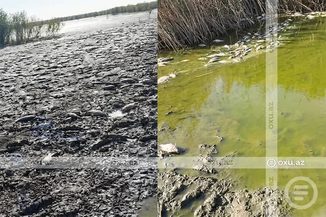 Mahmudçala gölü qurudulub, çox sayda balıq ölüb - ŞİKAYƏT - VİDEO