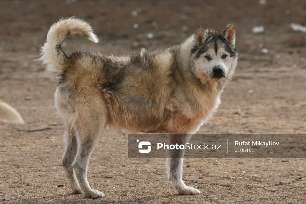 Bakıda tələbə qıza sahibsiz itlər hücum edib - VİDEO
