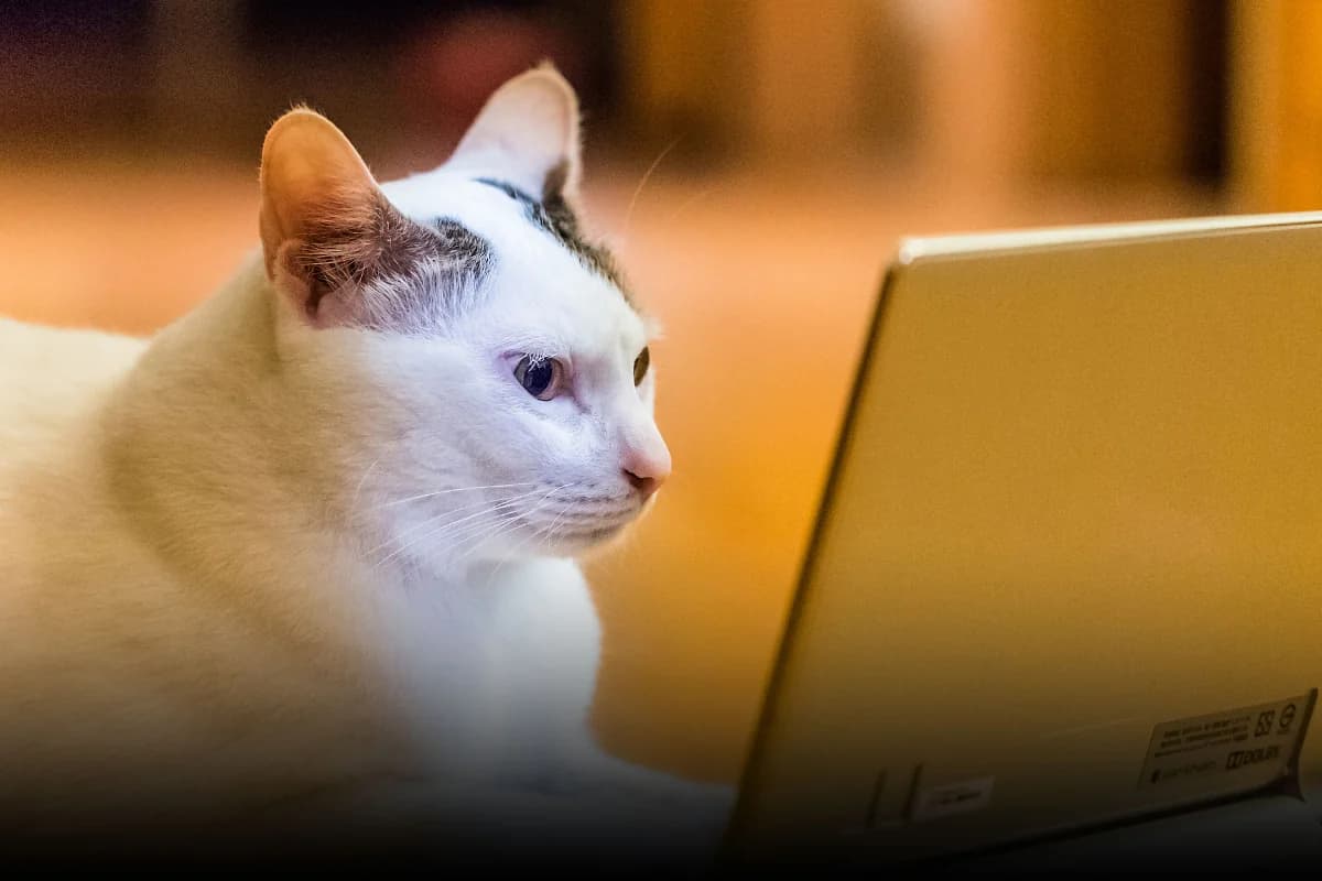 Çində ev heyvanları üçün xüsusi telekanal açılıb