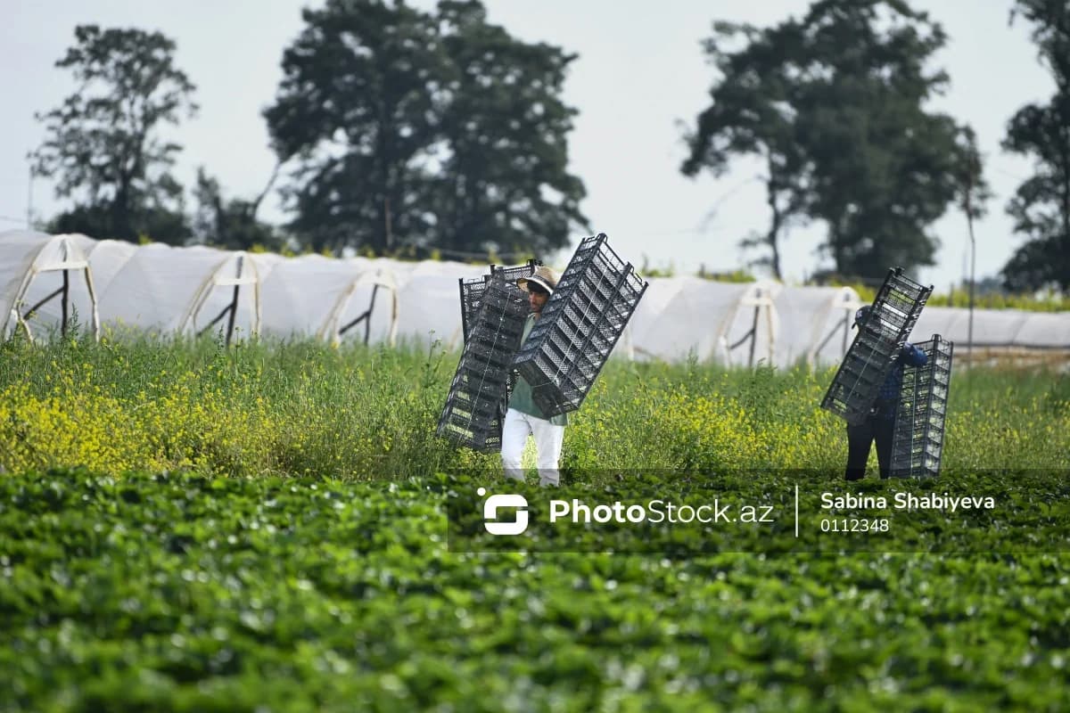 Təsərrüfatlarını su basmış hansı fermerlərə pul veriləcək? - Fonddan AÇIQLAMA