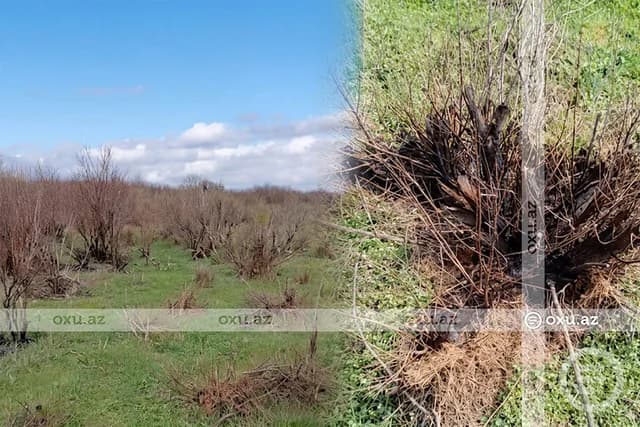 İddia TƏSDİQLƏNDİ: Polis Saatlıda yulğunları məhv edənləri AXTARIR - VİDEO