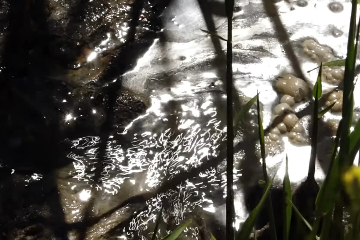 Zığ sakinləri təhlükə içində: "Uşaq gözümün qabağında kanala düşdü" - VİDEO