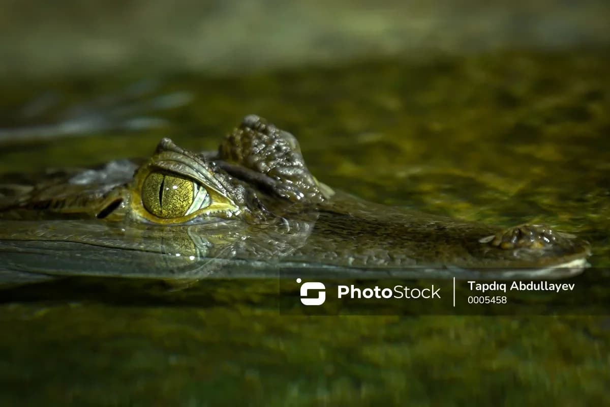 Hindistan sərhədlərinin qorunması üçün unikal təklif: Timsah və ilanlardan istifadə oluna bilər