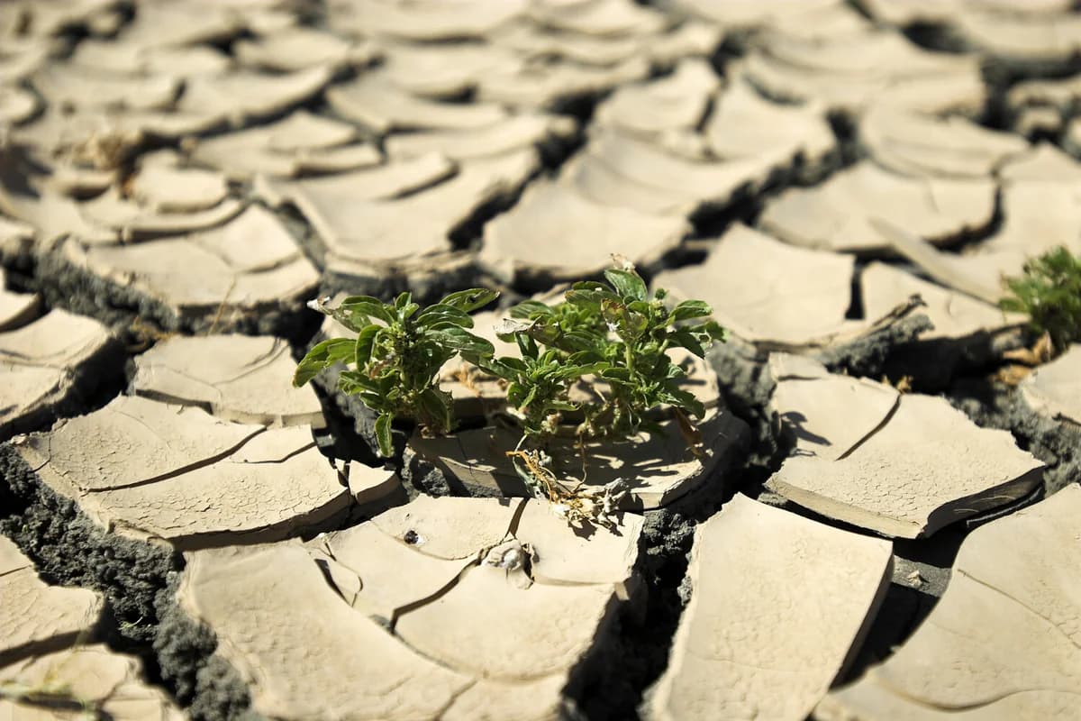 Qlobal istiləşmə antibiotiklərə davamlı bakteriyaların çoxalmasına səbəb olur - Yeni araşdırma