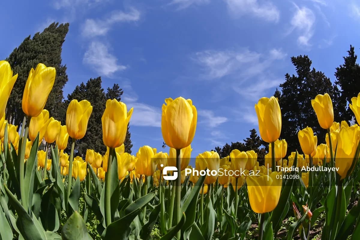 Sabah 22 dərəcə isti olacaq - 10.04.2026