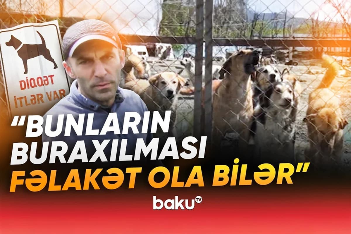 Yüzlərlə heyvan sığınacaqdan çıxarıldı: "Bu qədər iti hara aparım?!" - VİDEO