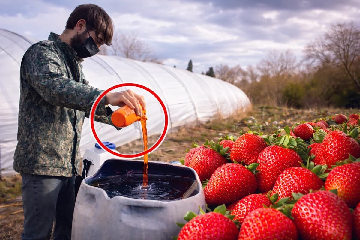 Azərbaycanda çiyələyə zəhərli maddələr qatılır? - Dəhşətli GÖRÜNTÜLƏR yayıldı - VİDEO