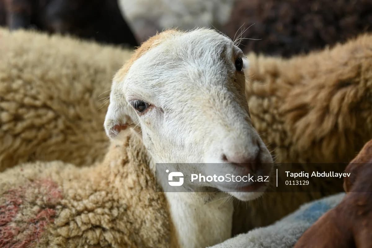 London alimlərindən böyük yenilik: Yundan xüsusi material hazırlandı