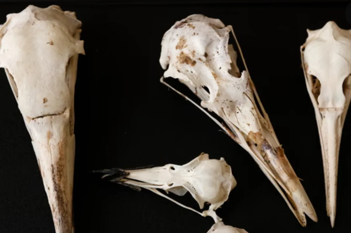 Sensasion araşdırma: Quşlar tirannozavrların sirrini açır