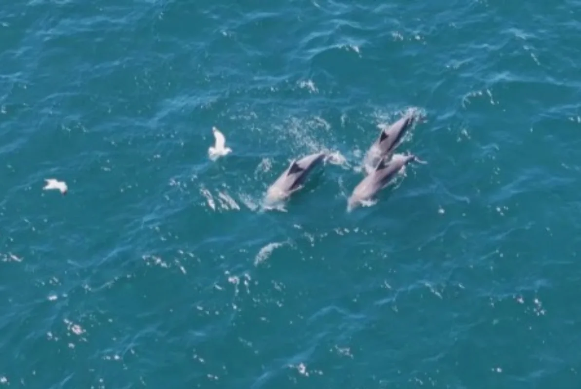 Türkiyədən maraqlı görüntülər: İstanbul boğazında delfinlər "rəqs ediblər" - FOTO - VİDEO