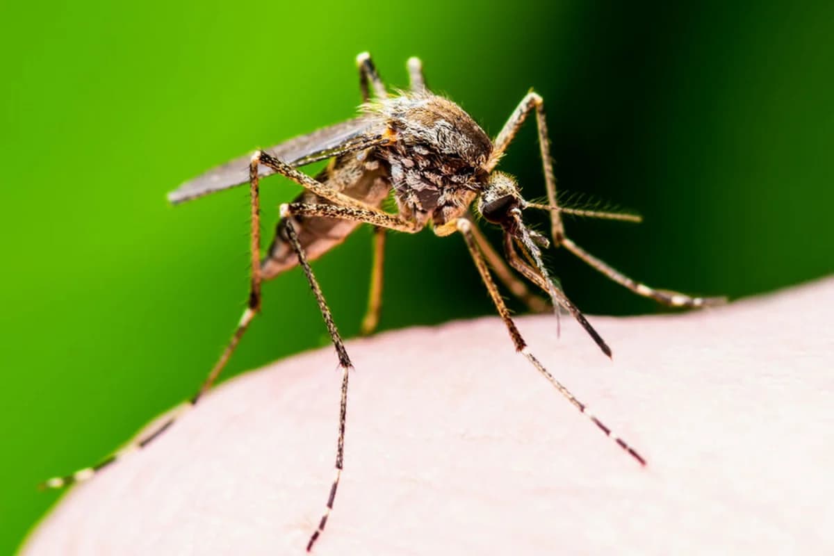 Ağcaqanadlar ən çox kimləri sancırlar?