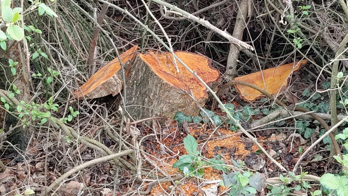 Oğuzda 30 ədəd qızılağac kəsilib, şübhəli şəxs saxlanılıb